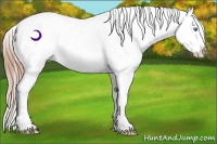 Horse Color:Buckskin Pearl Appaloosa 