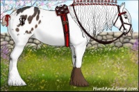 Horse Color:Liver Chestnut Appaloosa 