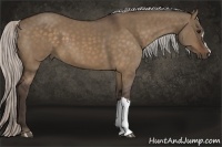 Horse Color:Silver Bay Dun