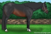 Horse Color:Brown 