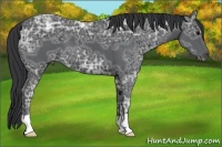 Horse Color:Black Ice 