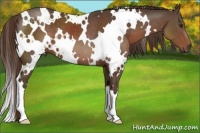 Horse Color:White Spotted Liver Chestnut 