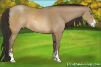Horse Color:Sable Champagne Sabino