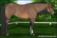 Horse Color:Buckskin 
