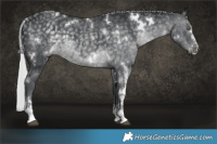 Horse Color:White Spotted Silver Black Chinchilla 