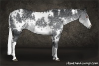Horse Color:White Spotted Silver Black Chinchilla 