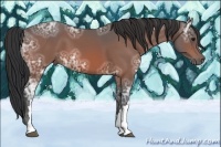 Horse Color:Bay Ice 
