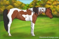 Horse Color:Bay Tobiano 