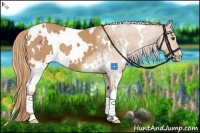 Horse Color:White Spotted Chestnut 