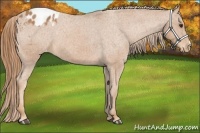 Horse Color:Chestnut Appaloosa
