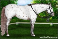 Horse Color:Chocolate Brown Near Leopard 