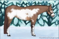Horse Color:Chocolate Brown Dun Frame 