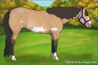 Horse Color:Bay Dun Frame Rabicano 