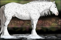 Horse Color:Buckskin Appaloosa 