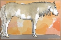 Horse Color:Chocolate Palomino Roan Sabino Splash 