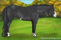 Horse Color:Black Sabino