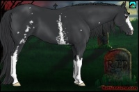 Horse Color:White Spotted Black 