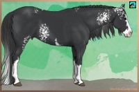 Horse Color:White Spotted Black Splash 
