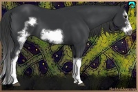 Horse Color:White Spotted Black Splash Frame 