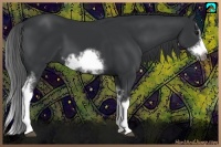 Horse Color:White Spotted Black Splash Frame 