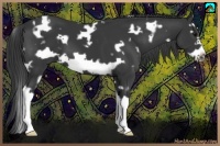 Horse Color:White Spotted Black Splash Frame 