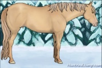 Horse Color:Gold Champagne 