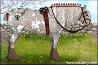 Horse Color:White Spotted Liver Chestnut Appaloosa
