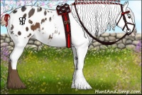 Horse Color:White Spotted Liver Chestnut Appaloosa
