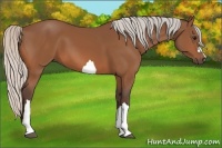Horse Color:Silver Bay 