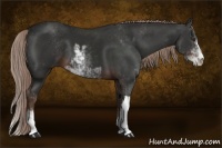 Horse Color:Liver Chestnut Sabino