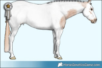 Horse Color:Red Roan Splash Tobiano Frame