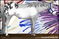 Horse Color:Liver Chestnut Frame Appaloosa 