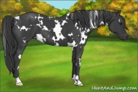 Horse Color:White Spotted Smoky Black