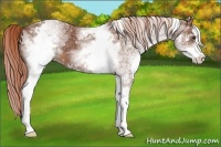 Horse Color:White Spotted Chestnut Sabino
