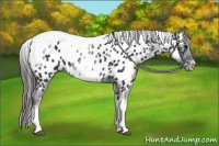 Horse Color:White Spotted Black Splash Tobiano Frame Appaloosa