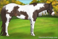 Horse Color:Liver Chestnut Tobiano Frame 