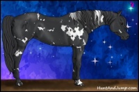 Horse Color:White Spotted Black 