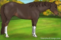 Horse Color:Liver Chestnut 