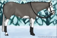 Horse Color:Grullo Splash