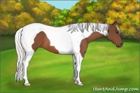 Horse Color:Silver Bay Tobiano 