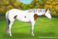 Horse Color:Bay Splash Tobiano