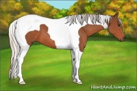 Horse Color:Silver Bay Tobiano