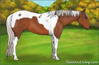 Horse Color:Silver Bay Tobiano 