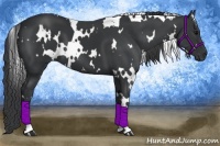 Horse Color:White Spotted Black 