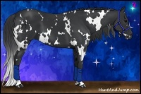 Horse Color:White Spotted Black