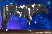 Horse Color:White Spotted Black