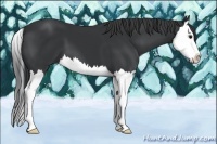 Horse Color:Black Splash