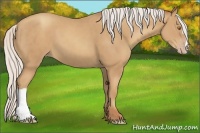 Horse Color:Silver Classic Champagne