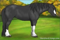 Horse Color:Smoky Black 