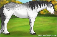 Horse Color:White Spotted Smoky Black Splash 
